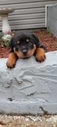 I have 3 females and one male Rottweilers puppies