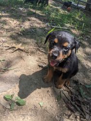Papered rottweiler puppies