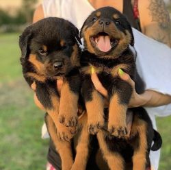 Rottweiler puppies male and female