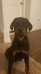 4 Month old Male Rotty