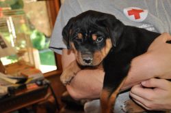 Rottweiler puppies; Great family dogs, loyal, faithful