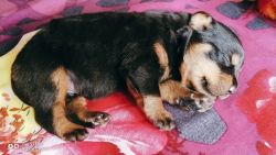 3 male rottweiler puppies