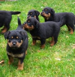 Rottweiler puppies for sale.
