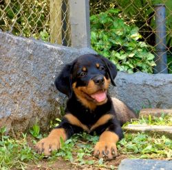 Smart Male and Female Rottweiler Puppies Available.