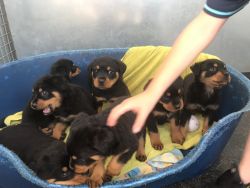 Top Class Rottweiler puppies available now.