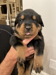 AKC registered pure bred Rottweiler puppies