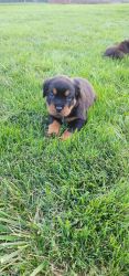 Rottweiler Puppies for sale!
