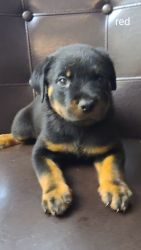 Akc Rottweilers