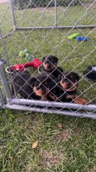 Full breed Rottweilers