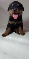 Rottweiler Akc registered puppies