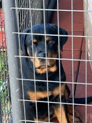 Rottie for sale