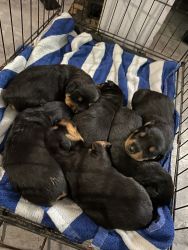Newborn Rottweilers for sale