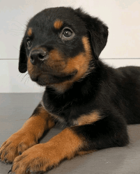 Rottweiler for adoption