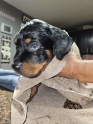Rottweiler puppies in NW Indiana
