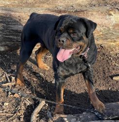 Male stud Rottweiler for sale