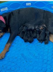 10 Rottweilers puppies for sale