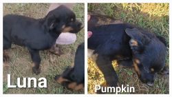 Only 2 Female Full Blooded Rottweiler Puppies Left!