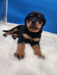 MALE AKC Rottweiler Puppy! Show Breeding and Pet Snnuggle Buddy