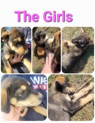 Rottsky puppies for rehoming