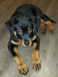 ROTTWEILER PUPPY FOR SALE