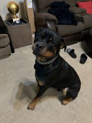 AKC House/Kennel Trained Rottie