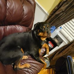 3yr old rottie for adoption