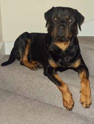 3 year old Rottweiler