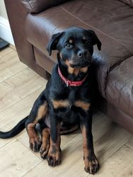Three month old male Rottweiler puppy for sale