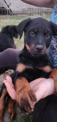 Purebred Rottweiler Pups for Sale.