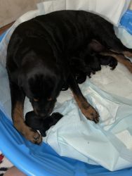 Rottweiler Puppies Available!