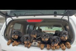 16 week old AKC Rottweiler puppies available