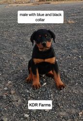 4 Rottweilers need a home