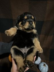 AKC ROTTWEILERS FOR SALE