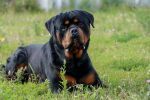 *** Amazing Personal Protection K9 - German (M) Rottweiler ***