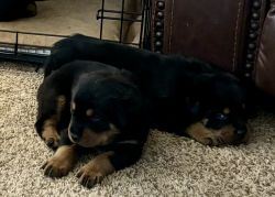Cute Rottweilers puppies