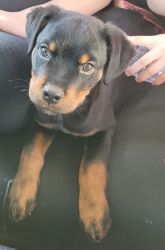 Rottweiler male puppy for sale