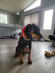1year old rottie mix for sale!!!