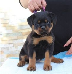 Lovely Rottweiler Puppies