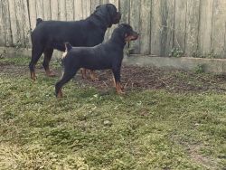 5 month old Female Rottweiler Puppies AKC Registered
