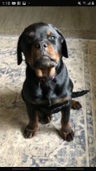 AKC ROTTWEILER PUPPIES INDIANA