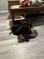 Rottweiler Puppies for sale