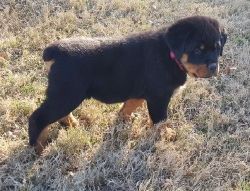 Gorgeous German Rottweiler puppies for sale