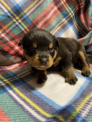 ADORABLE AKC ROTTWEILER PUPPIES