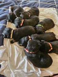 AKC Rottweilers puppies