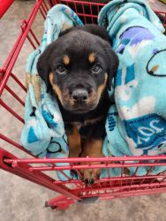 Akc Rottweilers