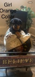 Rottweiler puppies looking for forever homes