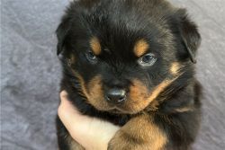 AKC German Rottweiler Puppies for sale