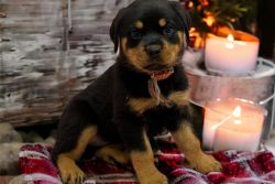 Playful German Rottweiler puppies for good homes