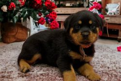 Adorable German Rottweiler Puppies for sale