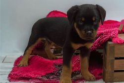 Great With Kids German Rottie Puppies for sale